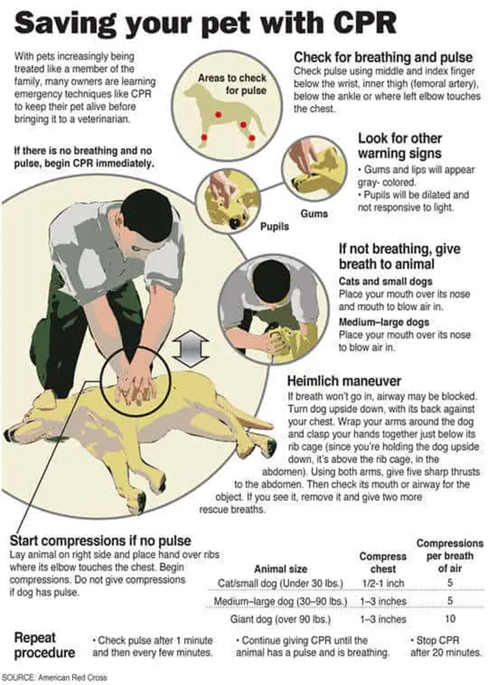 How to Perform Dog CPR