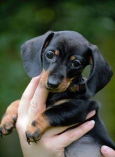 FAQ - Is A Dachshund Right For You?