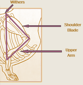 The front structure of a dachshund