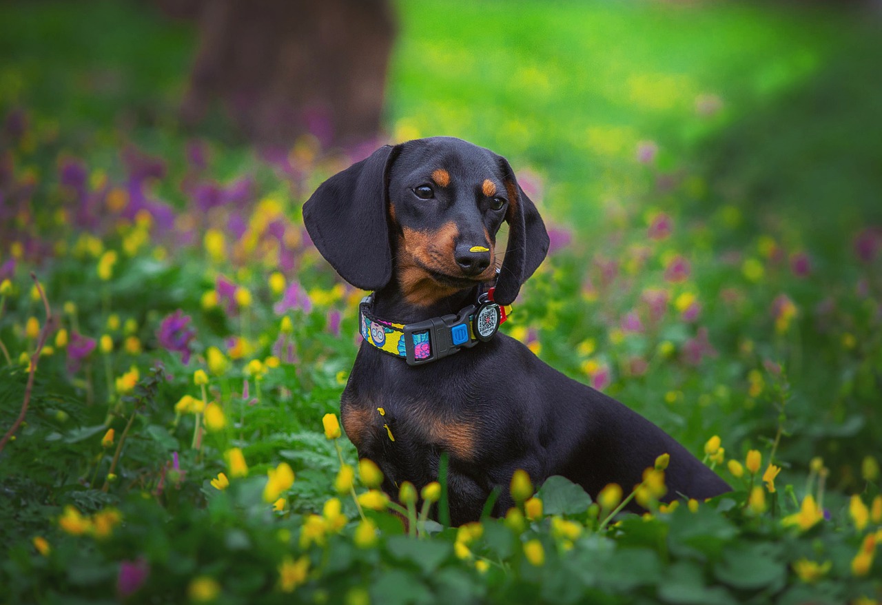 Dachshund in grass